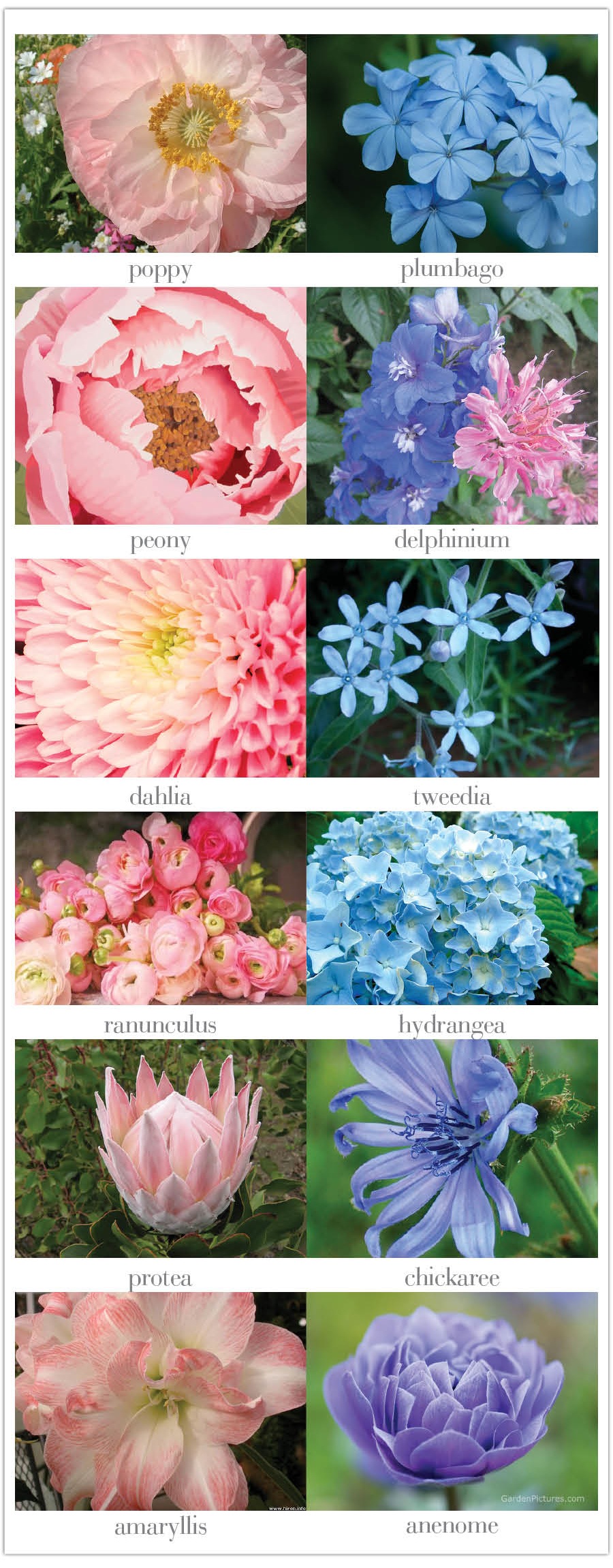 Pink and Blue Wedding Flowers